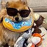 dog, small_dog, fluffy, sunglasses, donut_collar, pet, plush_toys, stuffed_animals, couch, indoor, portrait, costume, fashionable, cute, brown_fur, sitting, relaxed, toy, blanket, cozy