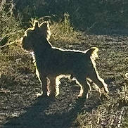 Rémi a rejoint le concours — aidez-le/la à gagner de superbes lots ! animal, backlight, daylight, dog, fence, field, fur, grass, nature, outdoor, path, pet, quiet, scenic, shadow, silhouette, small_dog, standing, sunlight, wildlife