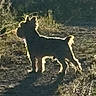 animal, backlight, daylight, dog, fence, field, fur, grass, nature, outdoor, path, pet, quiet, scenic, shadow, silhouette, small_dog, standing, sunlight, wildlife