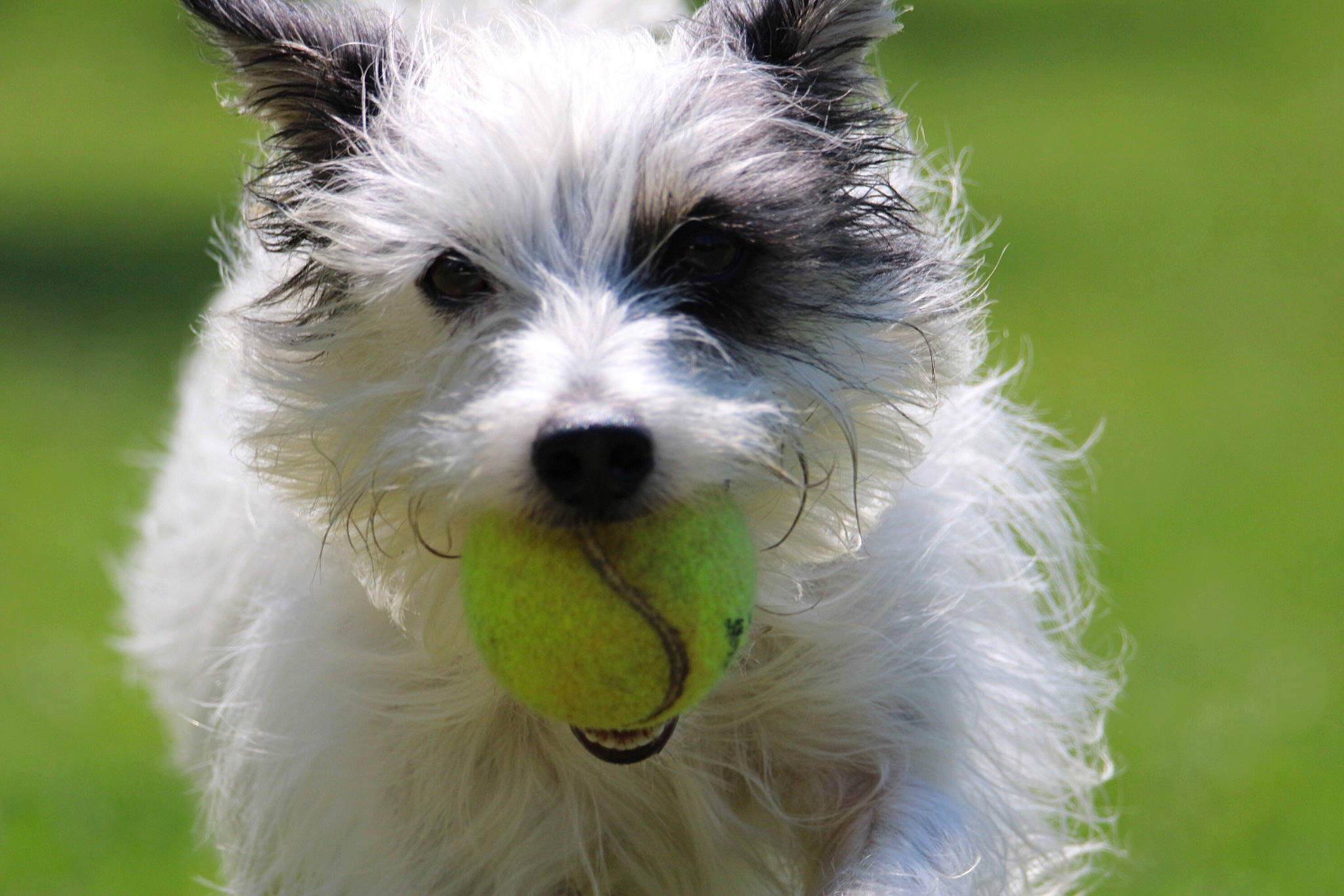 Mini a rejoint le concours — aidez-le/la à gagner de superbes lots ! ancient_dog_breeds, biewer_terrier, canidae, carnivore, companion_dog, dog, dog_breed, grass, non_sporting_group, puppy, small_terrier, sporting_group, terrier, toy_dog, whiskers, working_animal, working_dog