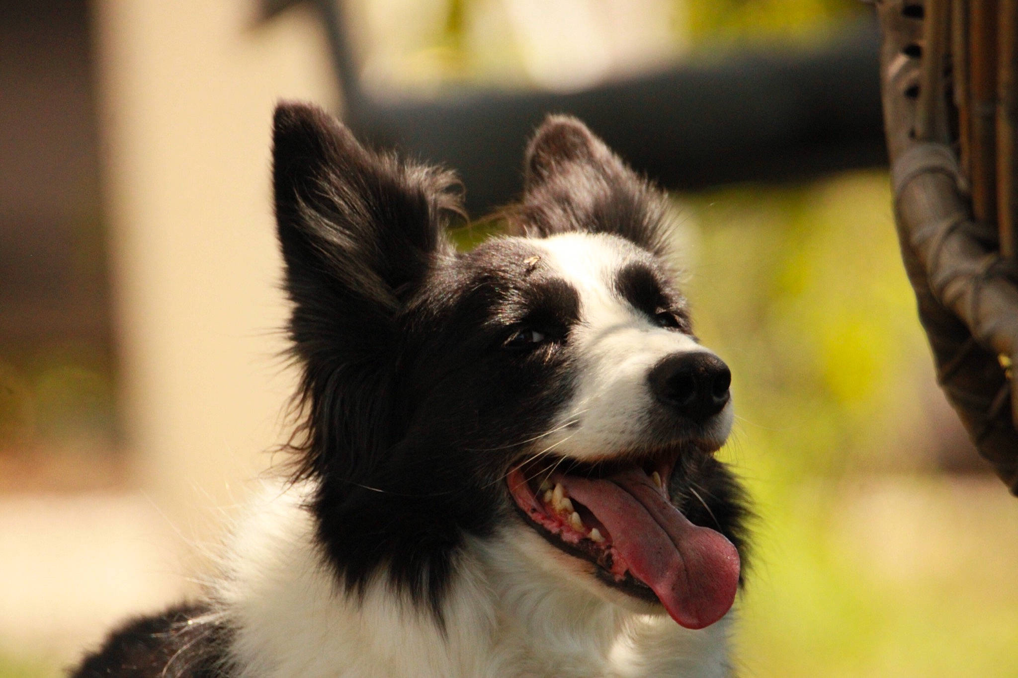 Jinka a rejoint le concours — aidez-le/la à gagner de superbes lots ! biting, canidae, carnivore, collar, companion_dog, dog, dog_breed, dog_collar, dog_supply, ear, fur, herding_dog, jaw, non_sporting_group, snout, sporting_group, terrestrial_animal, whiskers, working_animal, working_dog