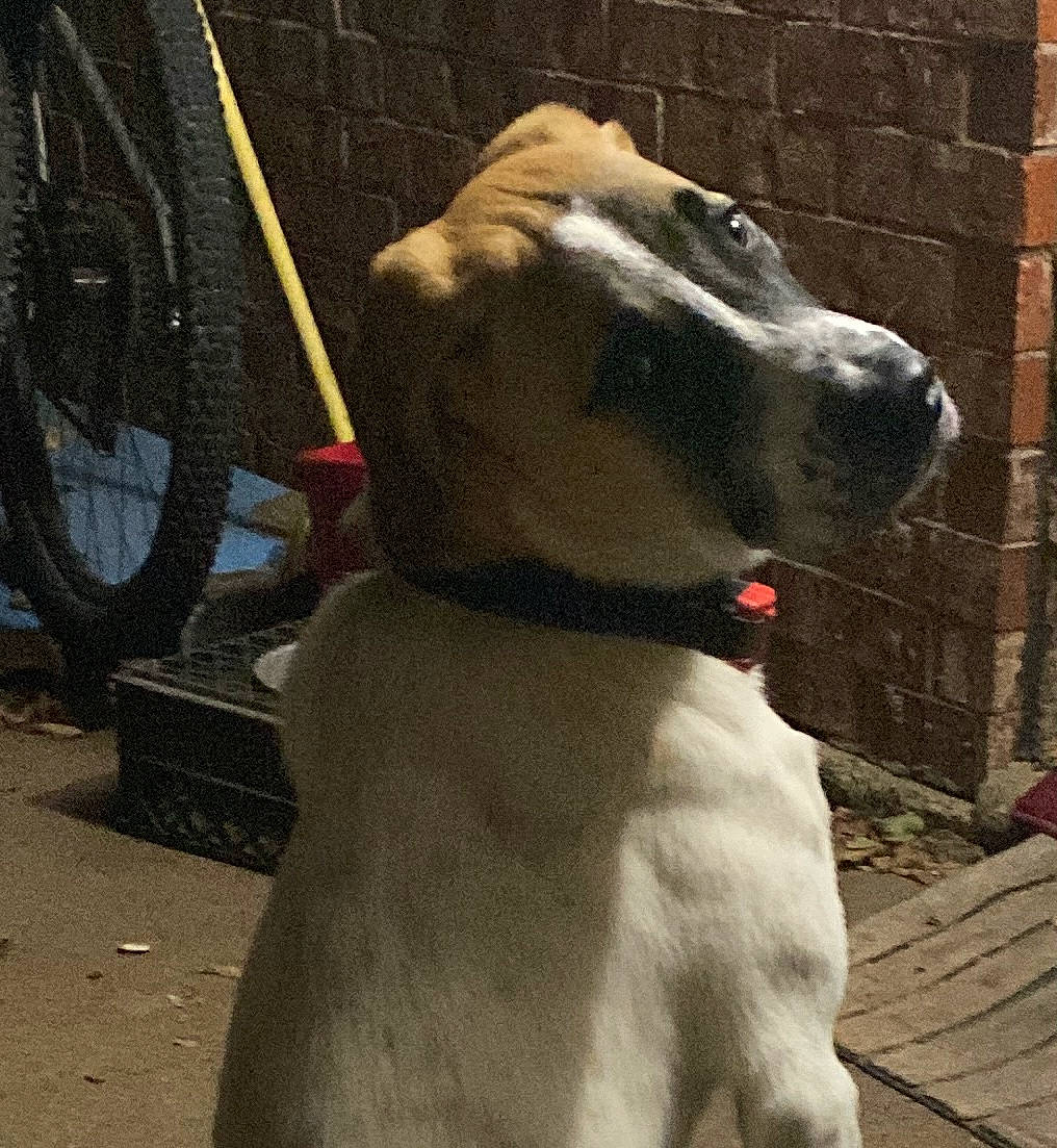 Echo joined the competition — help win amazing prizes! bicycle, bicycle_tire, bicycle_wheel, brick, brickwork, canidae, carnivore, collar, companion_dog, dog, dog_breed, dog_collar, fawn, pet_supply, snout, sporting_group, tire, wheel, whiskers, working_animal