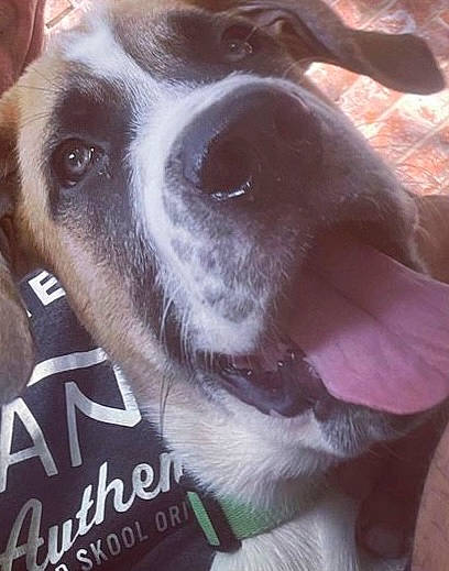 Echo is registered to the contest to win money with this photo: canidae, carnivore, collar, companion_dog, dog, dog_breed, fawn, fur, pet_supply, photo_caption, photography, snout, sporting_group, terrestrial_animal, whiskers, working_animal