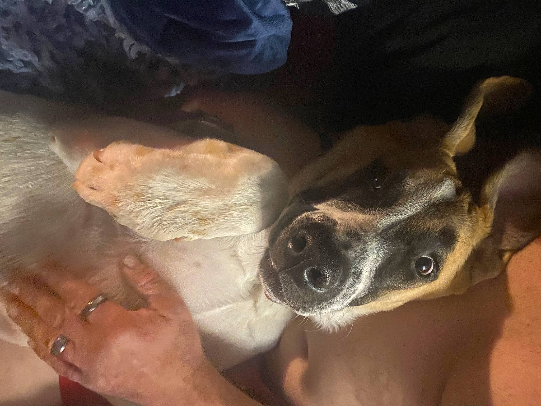 Echo is registered to the contest to win money with this photo: carnivore, comfort, companion_dog, dog, dog_breed, ear, fawn, finger, fur, gesture, human_leg, jaw, jewellery, nail, paw, snout, thumb, whiskers, working_animal, wrist