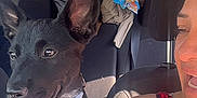 Luna is registered to the contest to win money with this photo: dog, black_dog, car_interior, person, smiling, sunlight, seat, collar, pet, happy, vehicle, window, backseat, clothing, headrest, tongue_out, ears, casual, seatbelt, daylight