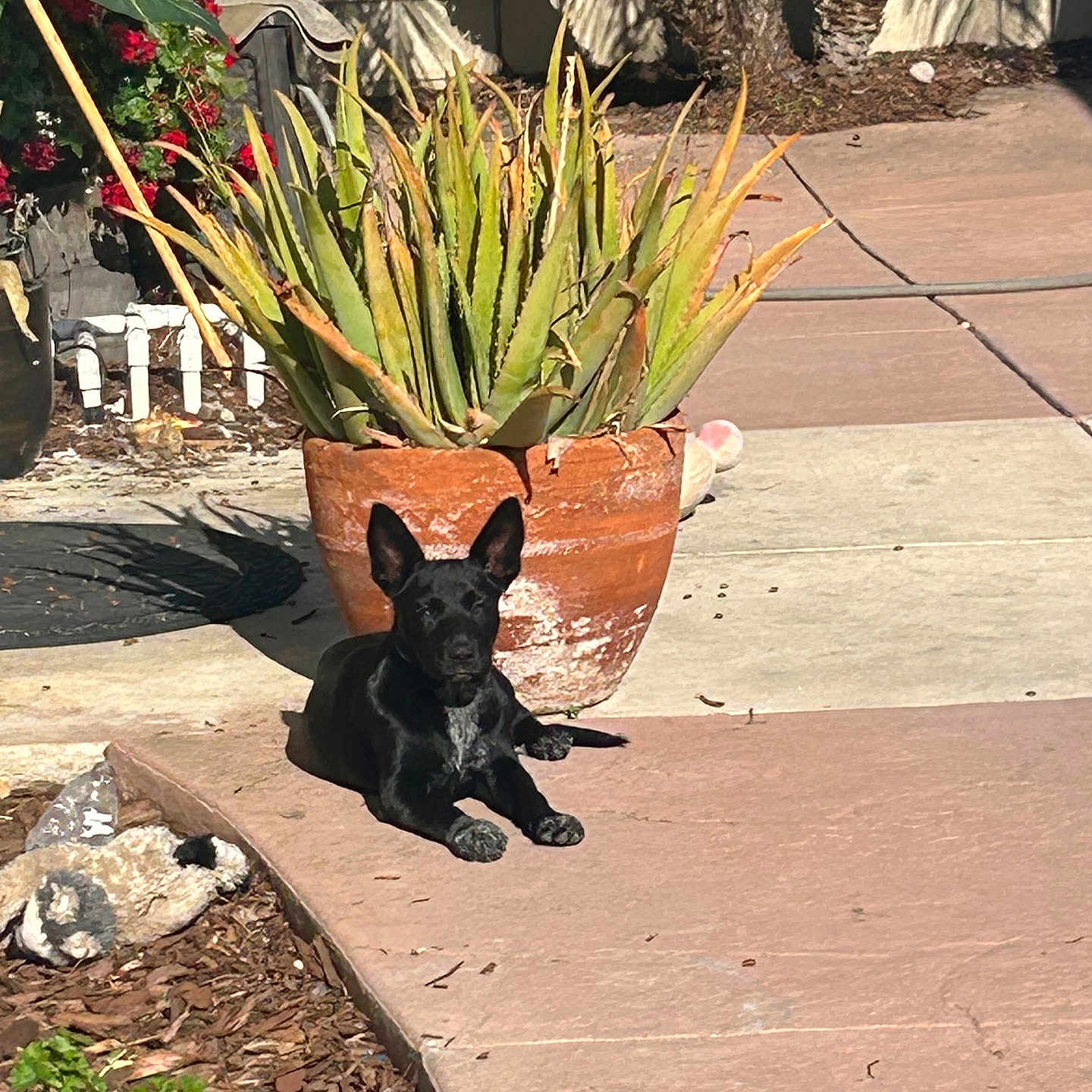 Luna joined the competition — help win amazing prizes! black_dog, calm, canine, daylight, dog, flower, garden, mulch, nature, outdoor, patio, pet, plants, relaxing, shadows, sidewalk, small_dog, succulent, sunlight, terracotta_pot