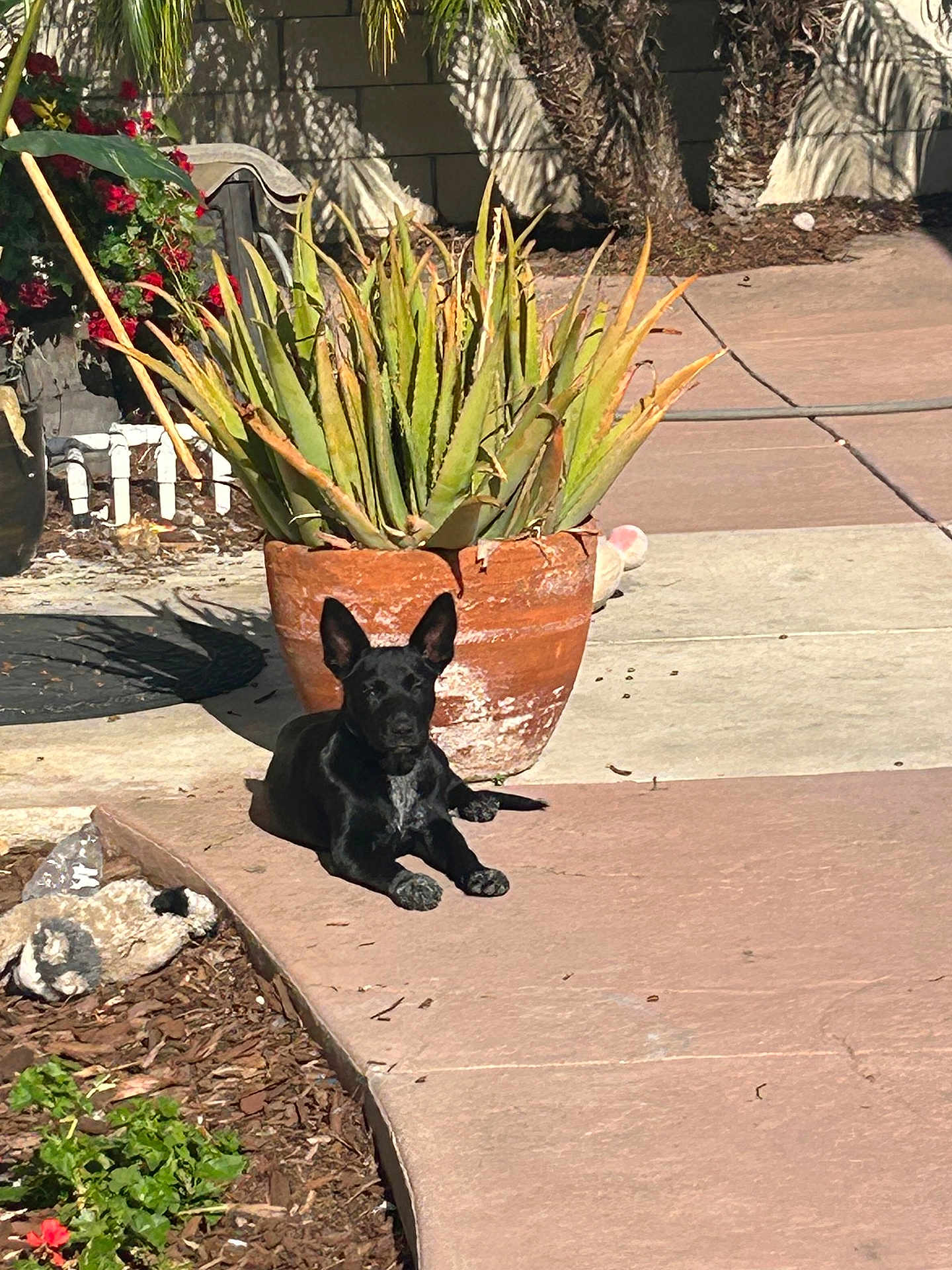 Luna joined the competition — help win amazing prizes! dog, black_dog, succulent, terracotta_pot, patio, sidewalk, plants, garden, sunlight, outdoor, shadows, mulch, flower, relaxing, pet, canine, nature, daylight, small_dog, calm