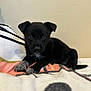 Luna is registered to the contest to win money with this photo: puppy, dog, black_dog, lying_down, blanket, cozy, indoor, pet, cute, young_dog, animal, fur, ears, paw, tail, looking, face, home, comfort, resting