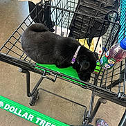 Luna joined the competition — help win amazing prizes! puppy, dog, shopping_cart, black_dog, collar, sleeping, pet, indoor, shopping, retail, person, hand, floor, shoe, bottle, plastic, metal, store, commerce, resting