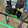 puppy, dog, shopping_cart, black_dog, collar, sleeping, pet, indoor, shopping, retail, person, hand, floor, shoe, bottle, plastic, metal, store, commerce, resting