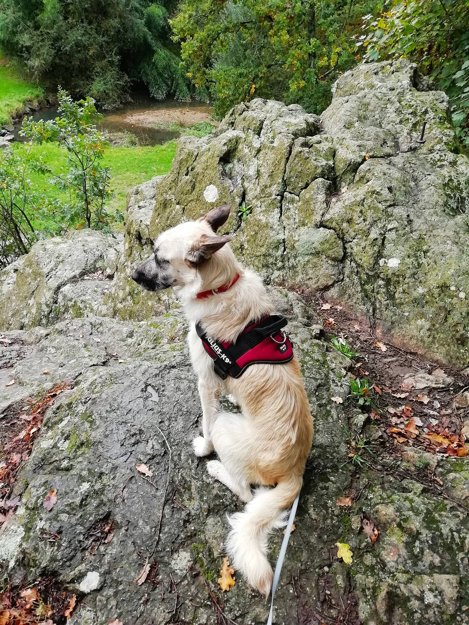 Alpha a rejoint le concours — aidez-le/la à gagner de superbes lots ! adventure, canidae, carnivore, companion_dog, dog, dog_breed, dog_hiking, fawn, hiking, sporting_group, trail, tree, walking