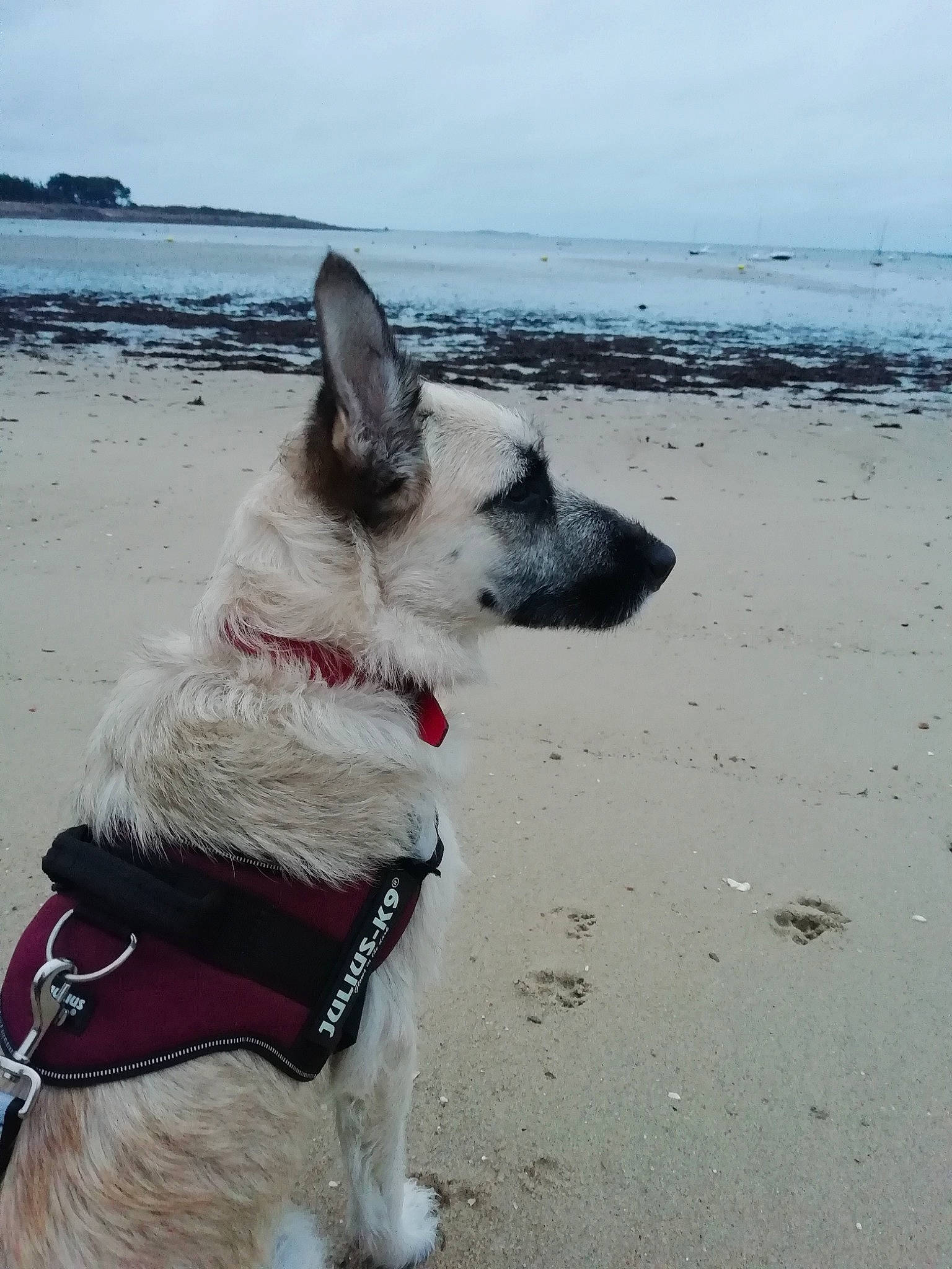 Alpha a rejoint le concours — aidez-le/la à gagner de superbes lots ! beach, canidae, carnivore, collar, dog, dog_breed, dog_collar, dog_walking, fawn, fun, leash, mammal, ocean, sand, shiloh_shepherd_dog, sky, snout, vacation, vertebrate, working_dog