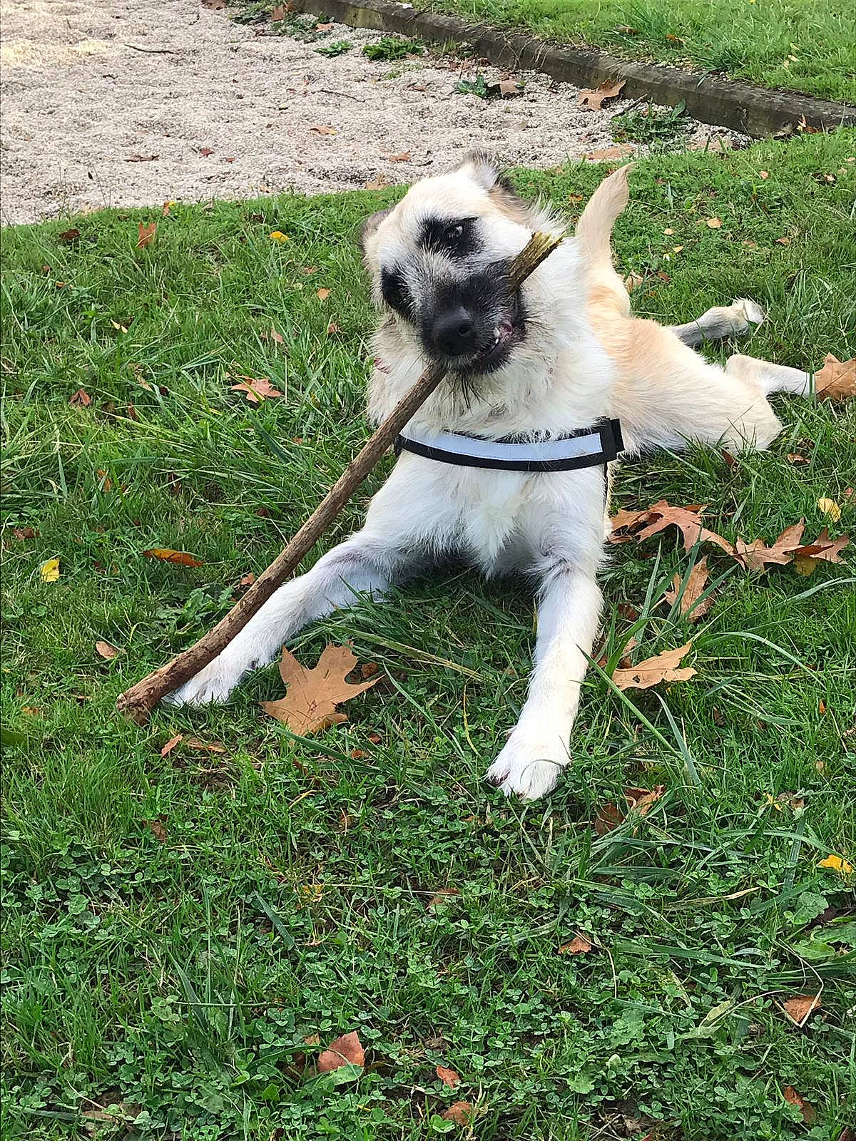 Alpha a rejoint le concours — aidez-le/la à gagner de superbes lots ! canidae, carnivore, companion_dog, dog, dog_breed, fawn, grass, mammal, plant, puppy, snout, sporting_group, tail, vertebrate