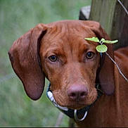 Spark joined the competition — help win amazing prizes! adorable, animal, brown_dog, close_up, collar, dog, eyes, face, floppy_ears, funny, green_background, nature, nose, outdoor, pet, photography, plant, portrait, puppy, seedling