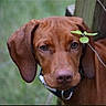 adorable, animal, brown_dog, close_up, collar, dog, eyes, face, floppy_ears, funny, green_background, nature, nose, outdoor, pet, photography, plant, portrait, puppy, seedling