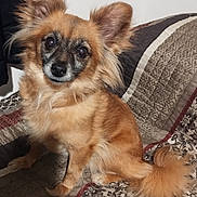 Lexi joined the competition — help win amazing prizes! adorable, black_muzzle, brown_fur, companion_animal, couch, cushion, direct_gaze, dog, fluffy, fluffy_tail, indoors, large_ears, long_hair, patterned_fabric, pet, pointed_ears, portrait, sitting, small_dog, tan_fur