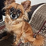 adorable, black_muzzle, brown_fur, companion_animal, couch, cushion, direct_gaze, dog, fluffy, fluffy_tail, indoors, large_ears, long_hair, patterned_fabric, pet, pointed_ears, portrait, sitting, small_dog, tan_fur