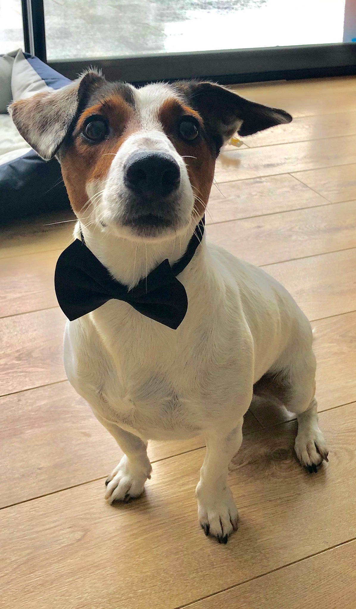 Dolce participe au concours pour gagner de l'argent avec cette photo : ancient_dog_breeds, brazilian_terrier, canidae, carnivore, collar, companion_dog, danish_swedish_farmdog, dog, dog_breed, fawn, feist, jack_russell_terrier, mammal, miniature_fox_terrier, parson_russell_terrier, rare_breed_dog, russell_terrier, snout, sporting_group, vertebrate