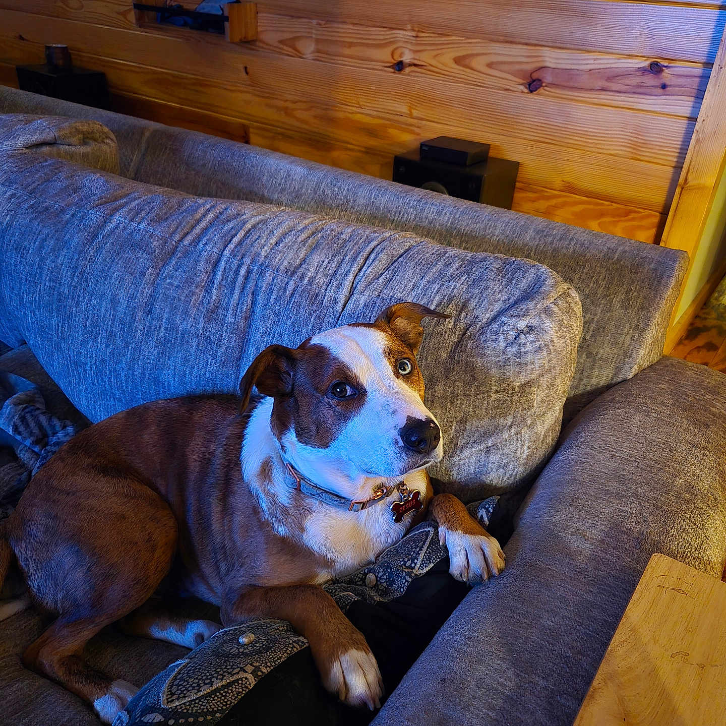 Zesus is registered to the contest to win money with this photo: animal, brown_and_white, canine, collar, comfortable, couch, cozy, dog, domestic, furniture, home, indoor, living_room, looking_up, pet, pillow, plush, relaxed, resting, wooden_wall