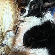 Polly Grace is registered to the contest to win money with this photo: dog, black_and_white, pet, lying_down, bed, blanket, fur, ears, collar, indoor, cute, animal, canine, resting, looking, domestic, closeup, fur_pattern, relaxed, portrait