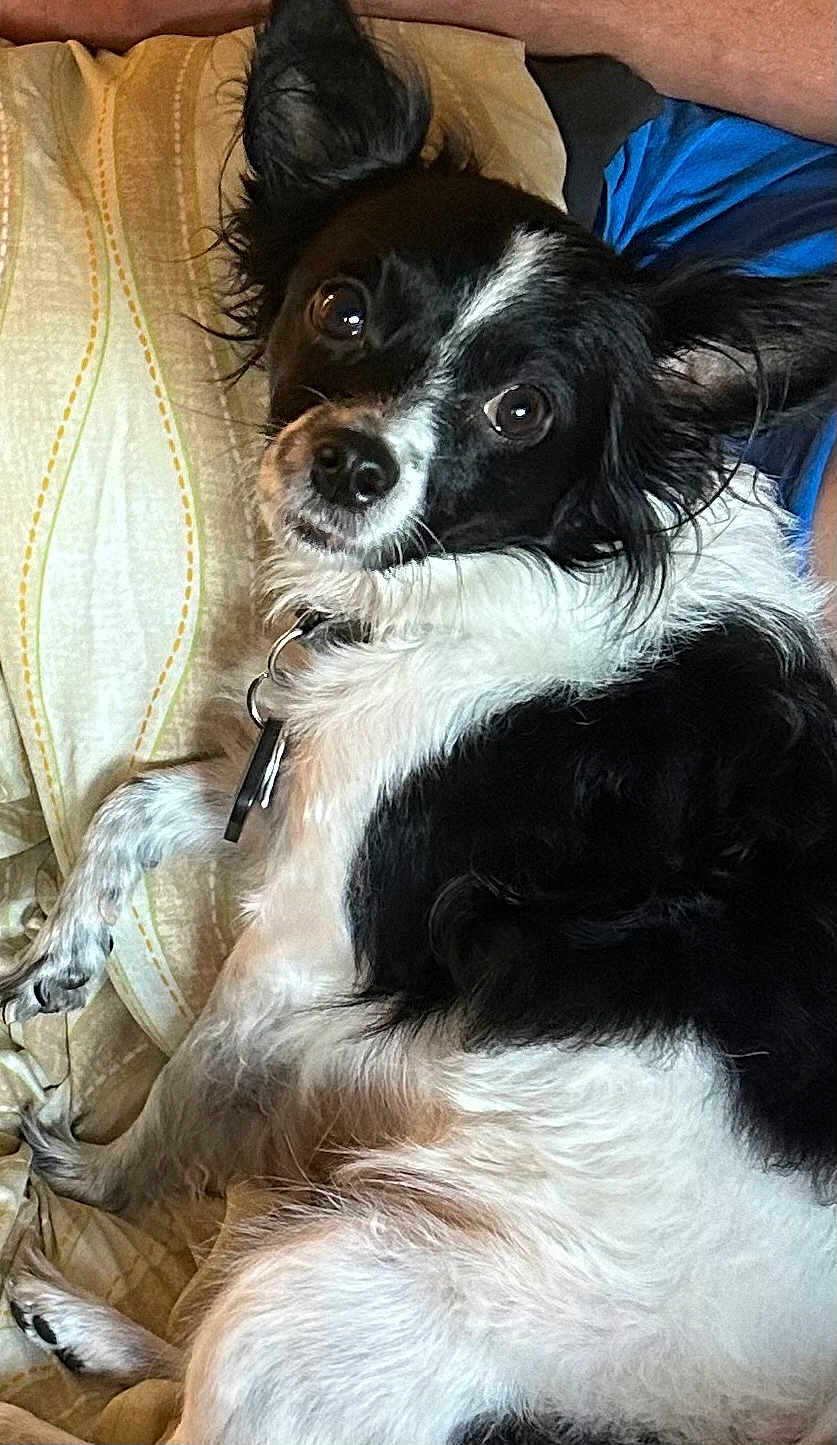 Polly Grace is registered to the contest to win money with this photo: dog, black_and_white, pet, lying_down, bed, blanket, fur, ears, collar, indoor, cute, animal, canine, resting, looking, domestic, closeup, fur_pattern, relaxed, portrait