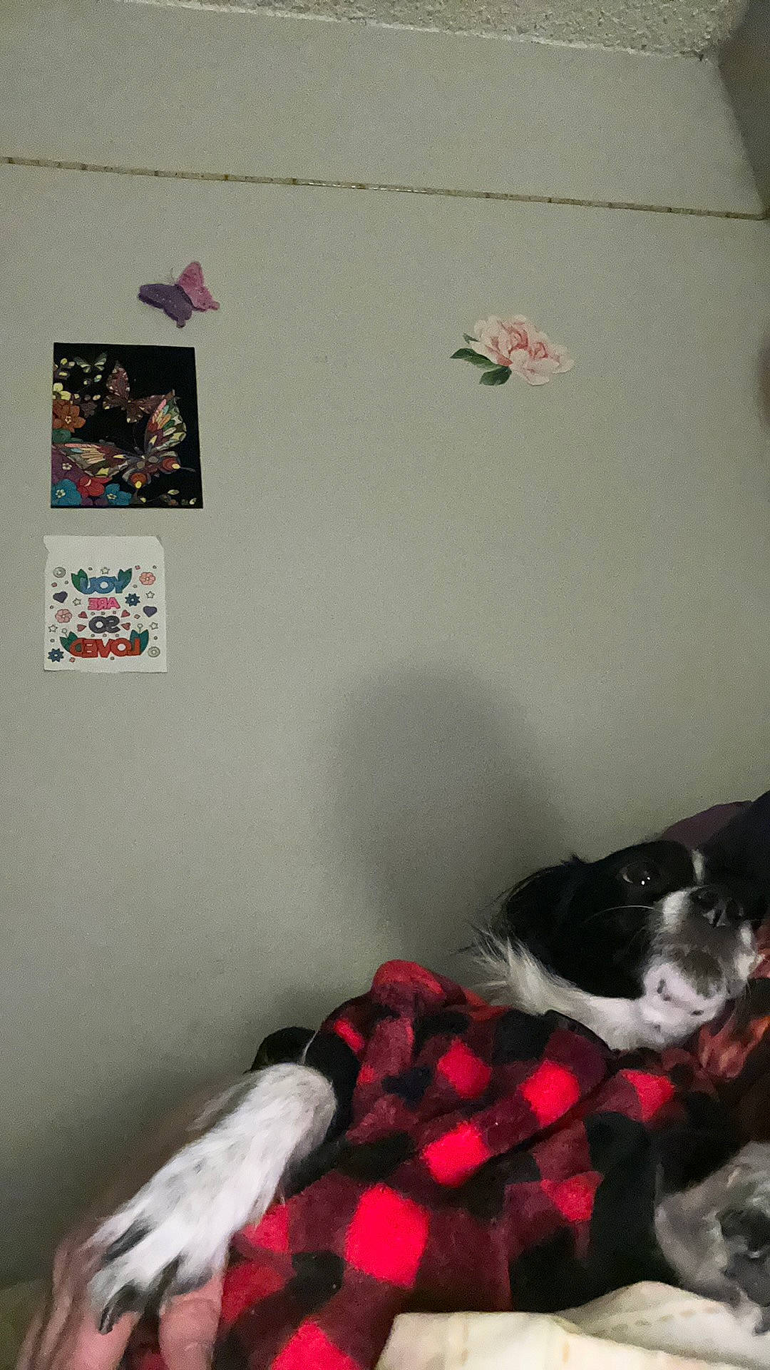 Polly Grace is registered to the contest to win money with this photo: bedding, bedroom, carmine, carnivore, cat, comfort, companion_dog, dog_breed, felidae, floor, flooring, fur, grey, linens, room, small_to_medium_sized_cats, tail, toy, wall_sticker, whiskers