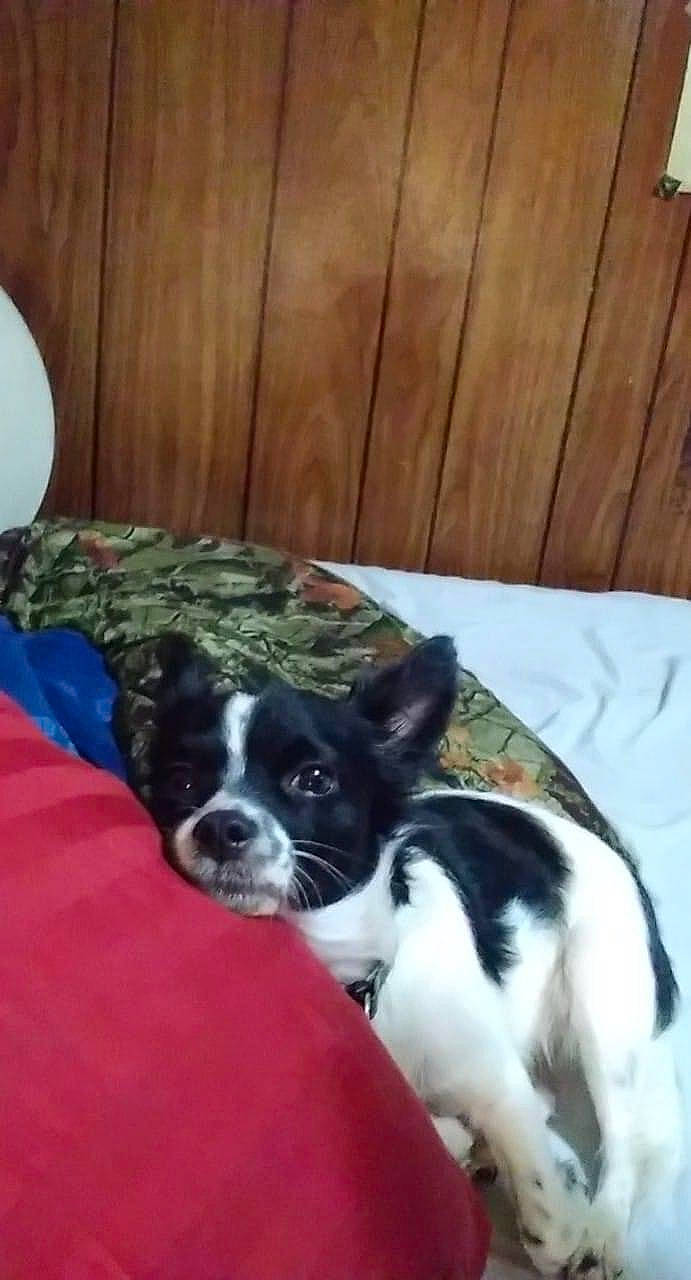 Polly Grace is registered to the contest to win money with this photo: balloon, boston_terrier, carnivore, comfort, companion_dog, dog, dog_breed, dog_supply, fur, linens, mammal, nap, sporting_group, tail, terrestrial_animal, toy_dog, vertebrate, whiskers, wood, working_animal