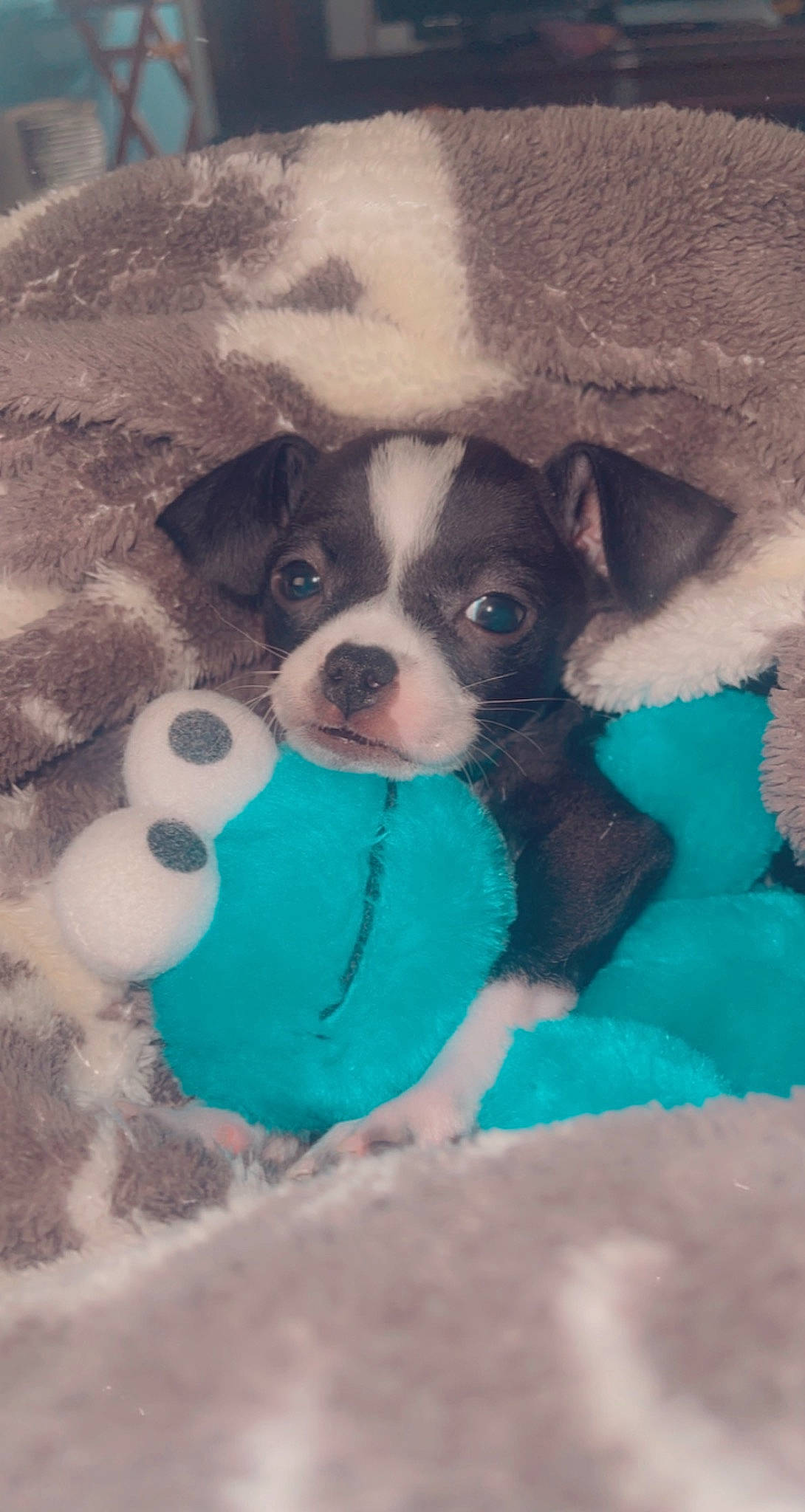 Aiko is registered to the contest to win money with this photo: art, canidae, carnivore, comfort, companion_dog, dog, dog_breed, dog_supply, fawn, fur, non_sporting_group, paint, painting, puppy_love, snout, sporting_group, tints_and_shades, toy_dog, visual_arts, working_animal