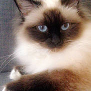 Mimounette a rejoint le concours — aidez-le/la à gagner de superbes lots ! balinese, birman, carnivoran, cat, cat_like_mammal, domestic_short_haired_cat, eye, fur, himalayan, kitten, mammal, ragdoll, siamese, small_to_medium_sized_cats, snout, thai, whiskers