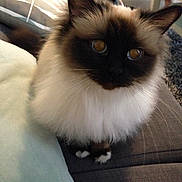 Imya participe au concours pour gagner de l'argent avec cette photo : asian_semi_longhair, balinese, birman, carnivoran, cat, cat_like_mammal, domestic_long_haired_cat, domestic_short_haired_cat, eye, fur, himalayan, kitten, mammal, napoleon_cat, ragdoll, siamese, small_to_medium_sized_cats, snout, thai, whiskers