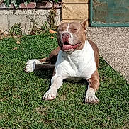 Isis participe au concours pour gagner de l'argent avec cette photo : animal, brown_and_white, canine, daytime, dog, door, grass, happy, leafy, nature, outdoor, pet, plant, relaxed, resting, smiling, sunlight, tongue_out, wall, yard