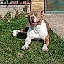 animal, brown_and_white, canine, daytime, dog, door, grass, happy, leafy, nature, outdoor, pet, plant, relaxed, resting, smiling, sunlight, tongue_out, wall, yard