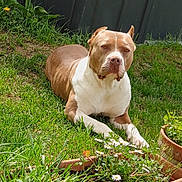 Isis a rejoint le concours — aidez-le/la à gagner de superbes lots ! dog, grass, flower_pot, daisies, tulip, garden, outdoor, pet, brown_and_white, fence, plant, leaf, nature, sunlight, canine, animal, relaxing, lying_down, summer, backyard