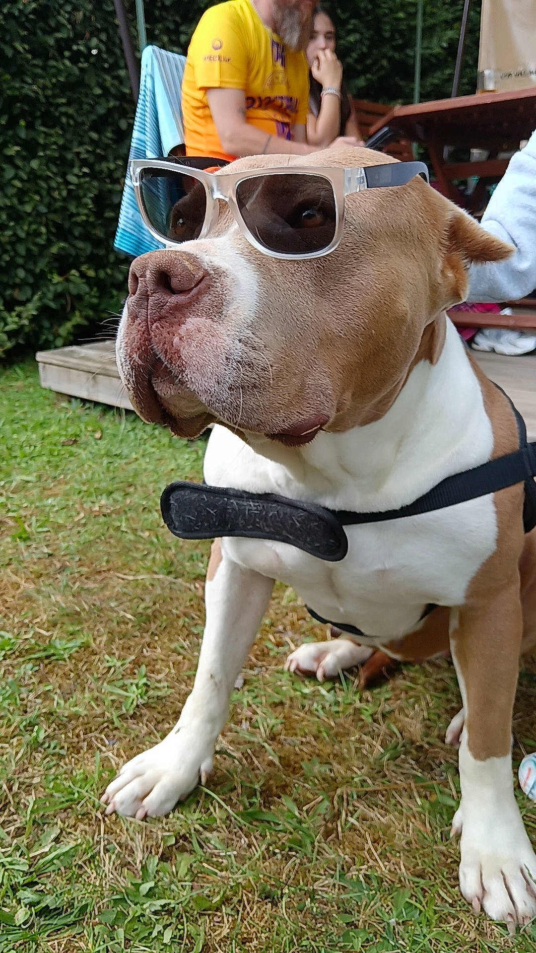 animal, beard, bench, brown_and_white, canine, casual, closeup, daytime, dog, grass, leash, nature, outdoor, people, pet, portrait, relaxing, summer, sunglasses, yellow_shirt