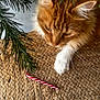 Praline a rejoint le concours — aidez-le/la à gagner de superbes lots ! cat, orange_cat, white_paw, candy_cane, woven_mat, pine_branch, holiday, curious, close_up, indoor, pet, feline, fur, whiskers, texture, nature, christmas, festive, animal, soft_light