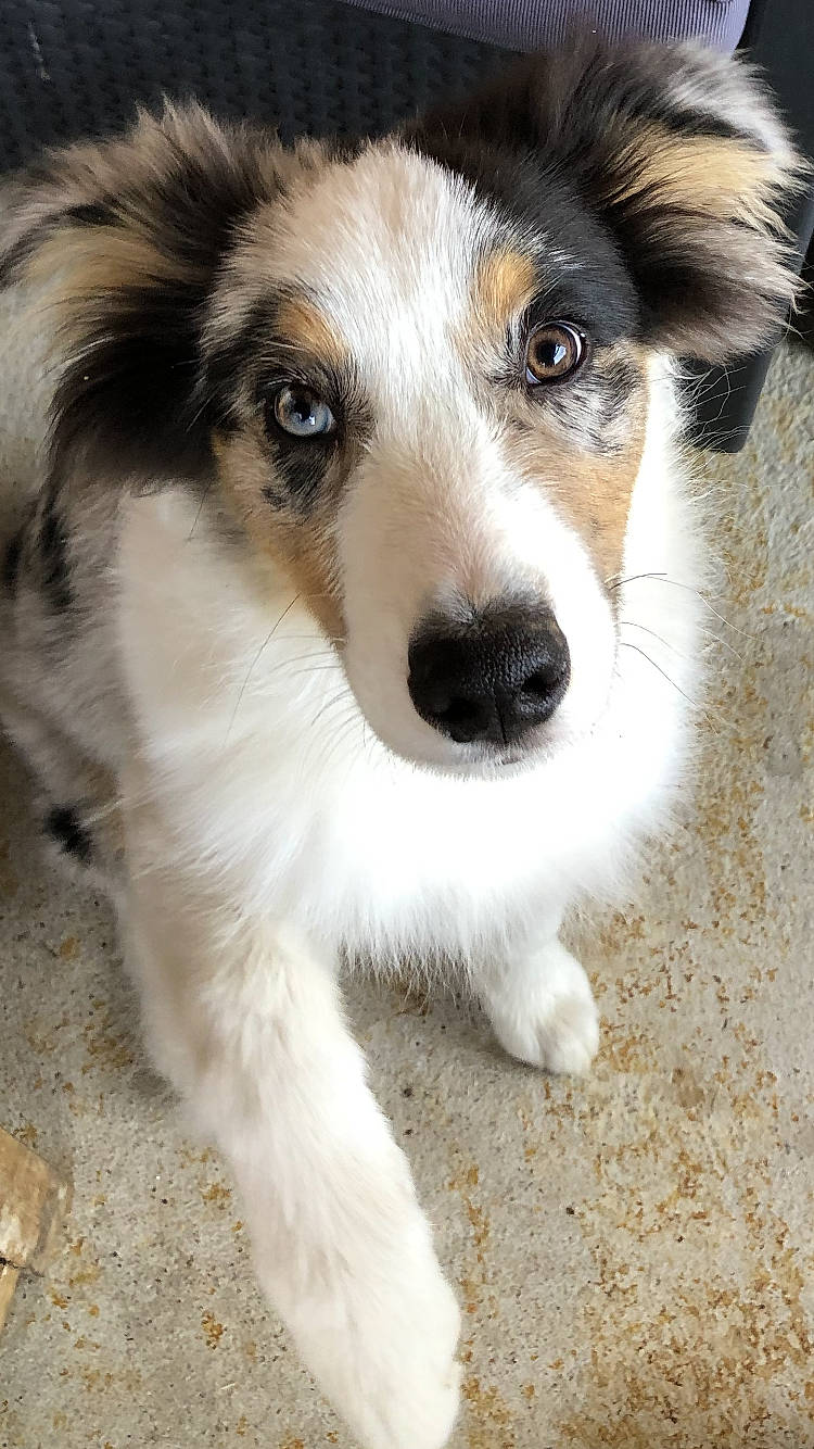 Charly participe au concours pour gagner de l'argent avec cette photo : australian_collie, australian_shepherd, canidae, carnivore, collie, companion_dog, dog, dog_breed, longhaired_whippet, mammal, nose, rare_breed_dog, rough_collie, scotch_collie, shetland_sheepdog, smooth_collie, snout, sporting_group, vertebrate, welsh_sheepdog