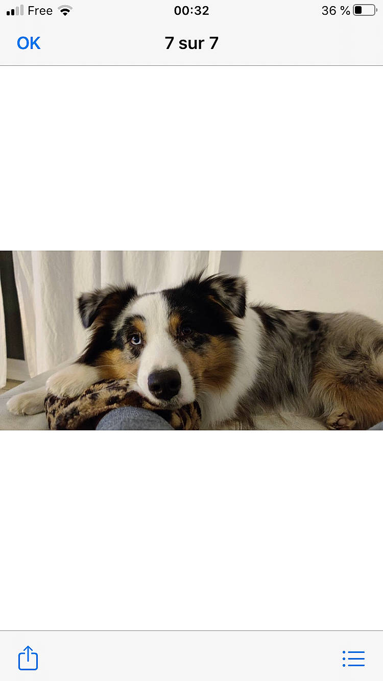 Charly participe au concours pour gagner de l'argent avec cette photo : australian_collie, australian_shepherd, border_collie, canidae, carnivore, companion_dog, dog, dog_breed, herding_dog, mammal, miniature_australian_shepherd, vertebrate, working_dog