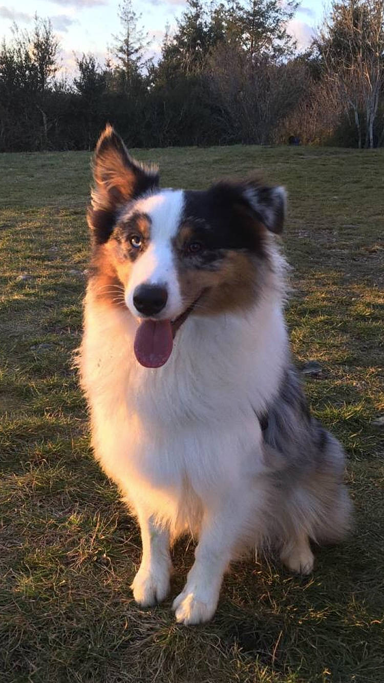 Charly participe au concours pour gagner de l'argent avec cette photo : australian_collie, australian_shepherd, border_collie, canidae, carnivore, collie, companion_dog, dog, dog_breed, herding_dog, icelandic_sheepdog, mammal, rough_collie, scotch_collie, shetland_sheepdog, sporting_group, vertebrate, welsh_sheepdog