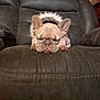 Hazel joined the competition — help win amazing prizes! dog, french_bulldog, sleeping, pet, indoor, recliner, cozy, cute, animal, fur, snout, ears, paws, resting, tongue, jacket, home, relaxation, comfort, mammal