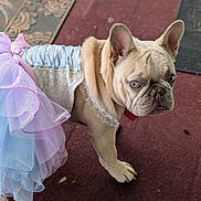 Hazel is registered to the contest to win money with this photo: dog, french_bulldog, costume, tutu, lace, pastel_colors, pet, outdoor, mat, curious, portrait, animal, small_dog, ears, wrinkles, cute, fashion, pet_clothing, standing, closeup
