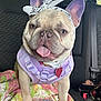 dog, french_bulldog, bandana, harness, car_interior, quilt, floral_pattern, pet, tongue_out, happy, ears, seat, backseat, collar, heart_shaped_tag, canine, cute, animal, portrait, pet_accessories