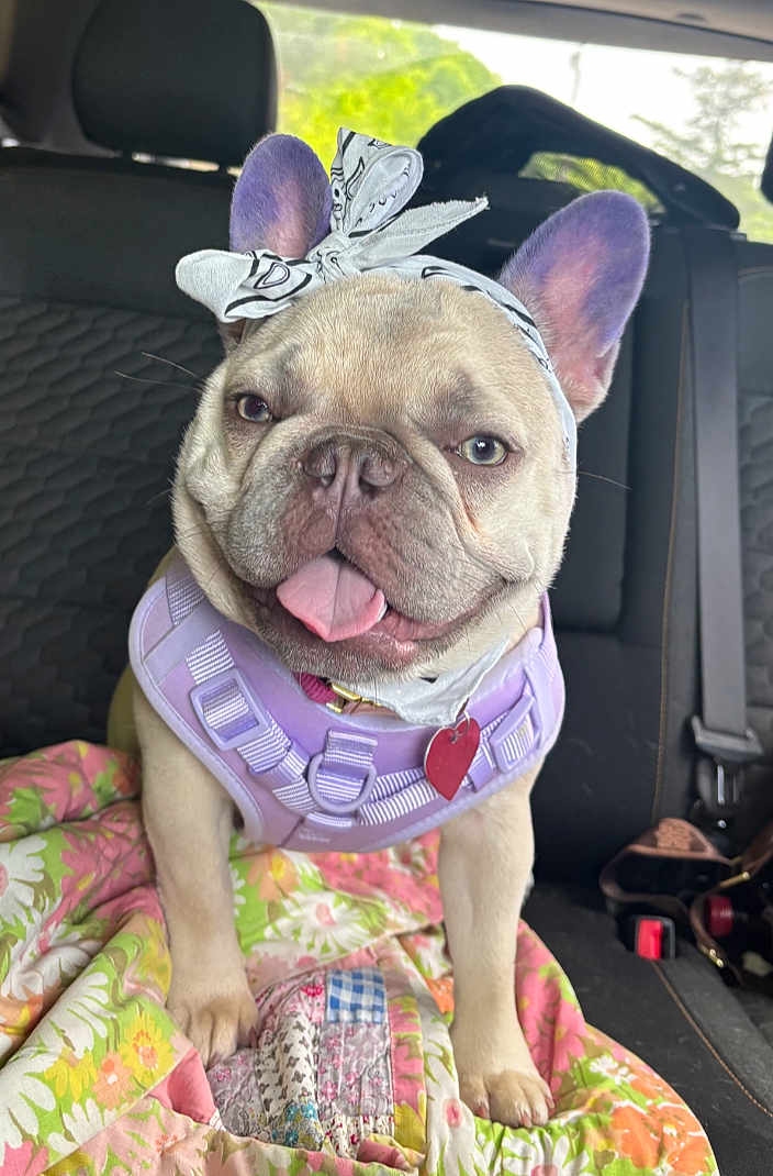 Hazel joined the competition — help win amazing prizes! dog, french_bulldog, bandana, harness, car_interior, quilt, floral_pattern, pet, tongue_out, happy, ears, seat, backseat, collar, heart_shaped_tag, canine, cute, animal, portrait, pet_accessories
