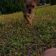 Honey is registered to the contest to win money with this photo: puppy, dog, grass, outdoor, nature, small_dog, cute, animal, pet, walking, greenery, sunlight, blurred_foreground, hand, treat, ears, tongue, daytime, playful, young
