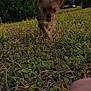 puppy, dog, grass, outdoor, nature, small_dog, cute, animal, pet, walking, greenery, sunlight, blurred_foreground, hand, treat, ears, tongue, daytime, playful, young