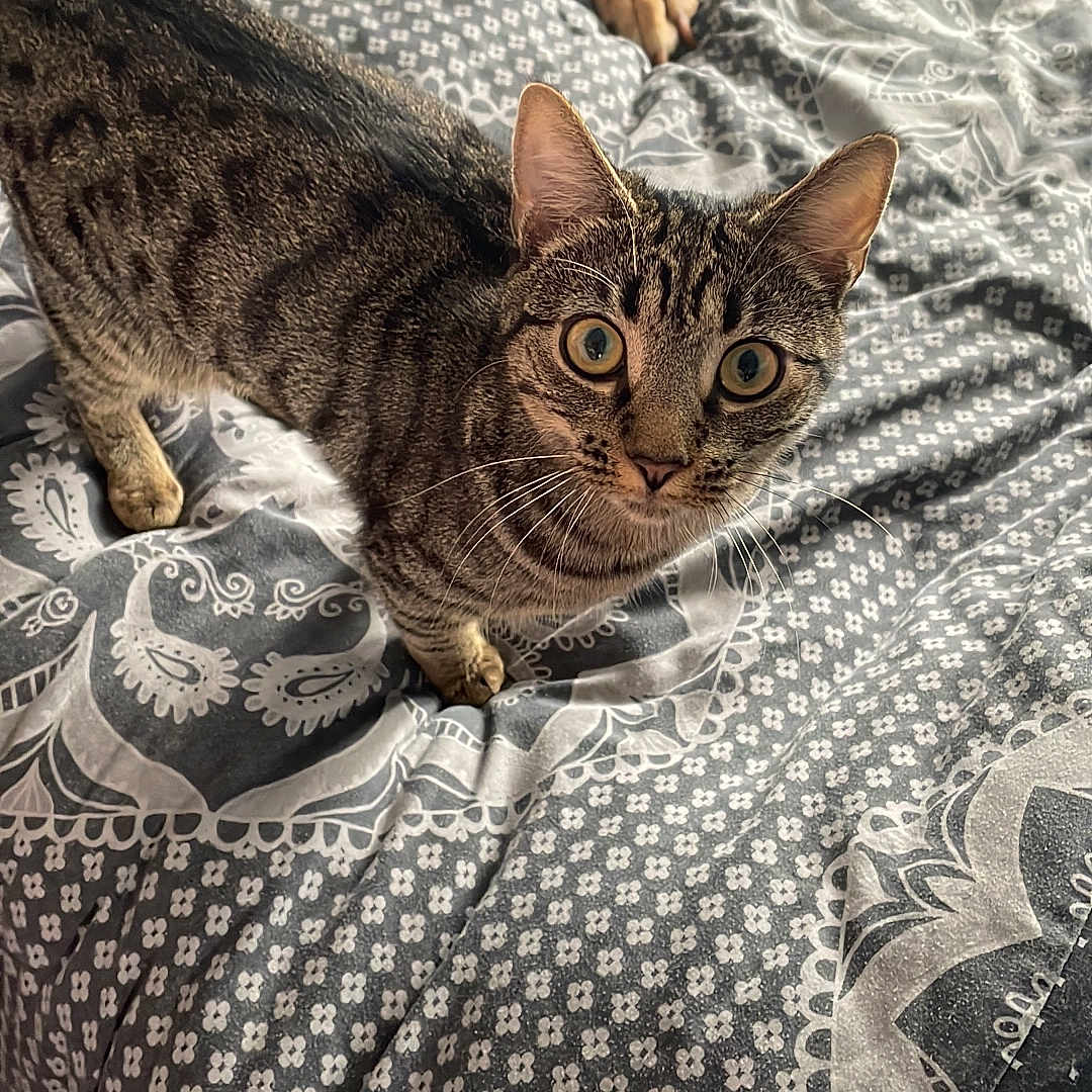 Piper joined the competition — help win amazing prizes! abyssinian, animal, back, bed, bedroom, blanket, cat, couch, cushion, egyptiancat, furniture, homedecor, indoors, kitten, linen, manx, person, pet, quilt, room