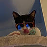 cat, sunglasses, cat_tree, pet, animal, indoor, licking, black_and_white, feline, toy, playful, close_up, perched, soft_texture, reflection, cute, whiskers, ears, collar, blue_background