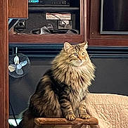 Arvie is registered to the contest to win money with this photo: alert, animal, cabinet, cat, cozy, curious, cute, domestic, fan, feline, fluffy, fur, home, indoor, long_hair, pet, quilted_blanket, sitting, tabby, wooden_perch