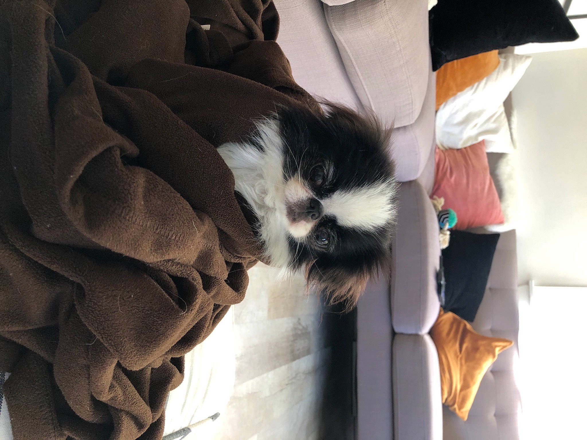 Lady is registered to the contest to win money with this photo: carnivore, dog_breed, fedora, fur, natural_material, sun_hat, vertebrate, working_animal