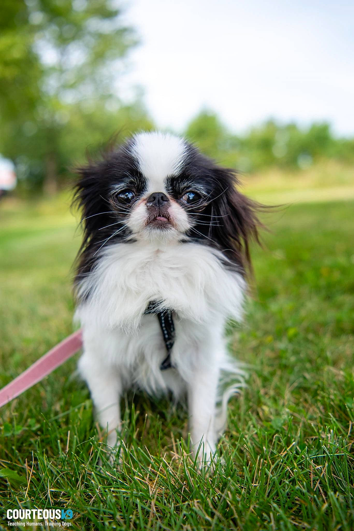 Lady joined the competition — help win amazing prizes! canidae, carnivore, companion_dog, dog, dog_breed, field, fur, grass, grass_family, grassland, mammal, meadow, pasture, prairie, puppy, snout, sporting_group, terrestrial_animal, toy_dog, working_animal