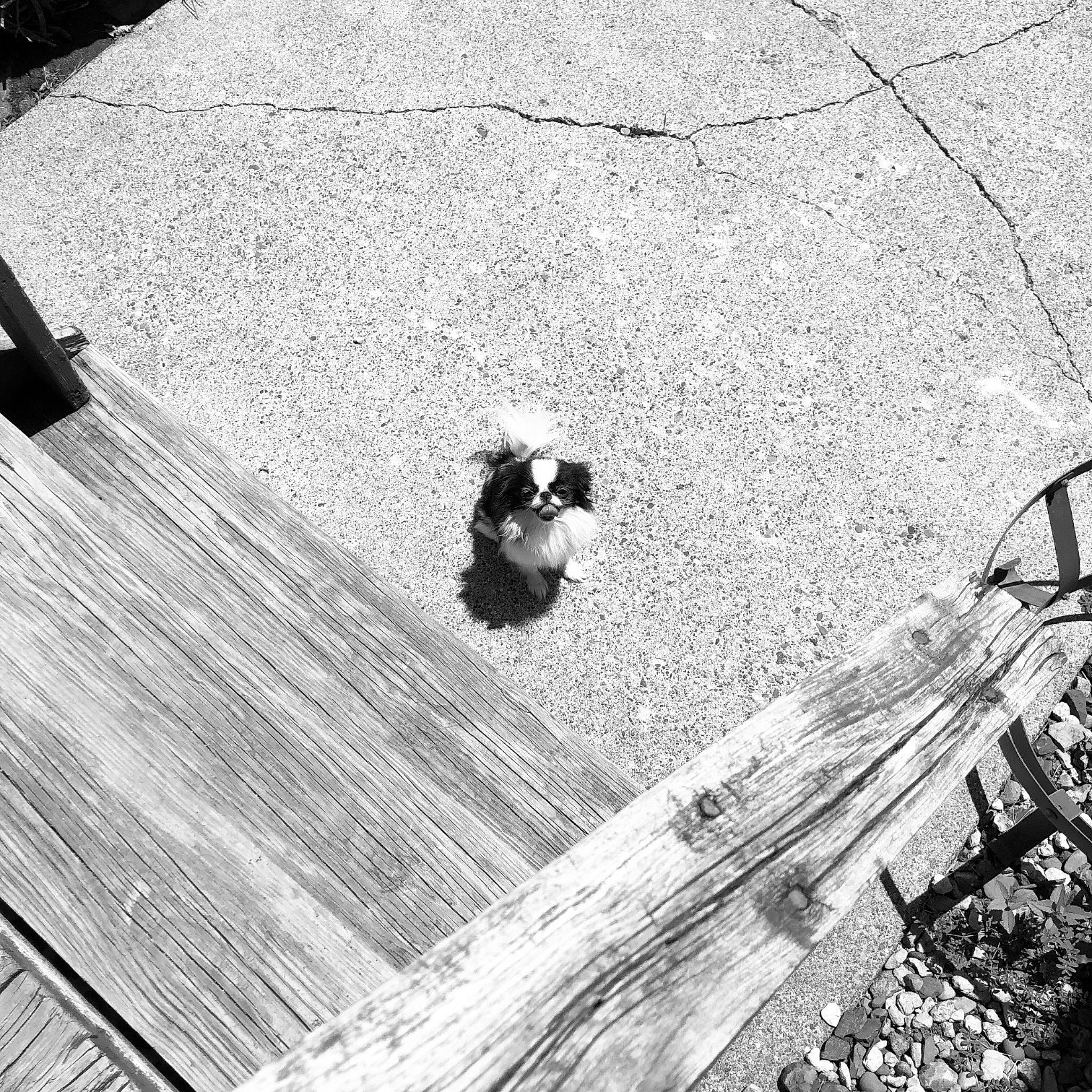 Lady is registered to the contest to win money with this photo: black_and_white, companion_dog, dog_breed, hardwood, laminate_flooring, monochrome, monochrome_photography, non_sporting_group, plank, shadow, small_to_medium_sized_cats, wood, wood_flooring, working_dog